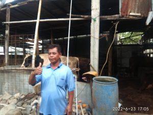 Melihat sekilas ternak Sapi dan Kambing bapak Rony Tanah Merah Jakarta Utara