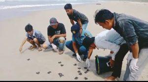 Lestarikan Satwa Penyu, Prajurit Pos TNI AL Kampung Aie Lepasliarkan Tukik di Pantai Along Simeulue