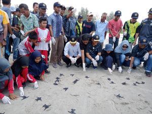 TNI AL Simeulue Lepasliarkan Tukik Penyu Belimbing di Pantai Along Bersama Pj. Bupati Simeulue