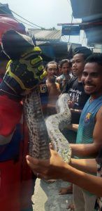 Geger Warga Tanah merah Plumpang Menemukan Ular Sanca