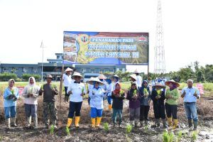 Dukung Ketahanan Pangan, Lantamal XII Tanam Padi Di Lahan Ketahanan Pangan Mako Lantamal XII