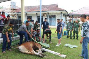 Guyub dan Kompak, Danlanal Bengkulu Bersama Prajurit Sembelih Hewan Qurban