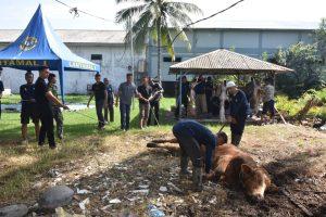 Rayakan Idul Adha 1444 H Tahun 2023, Lantamal I Belawan Laksanakan Penyembelihan Hewan Qurban