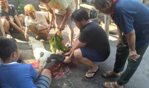 Warga RT 013 – RW 05 Kel . Serdang Gotong Royong Potong Hewan Kurban
