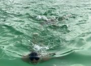 SAMBUT HUT RI KE-79 TAHUN 2024, LANAL BINTAN GELAR LOMBA RENANG