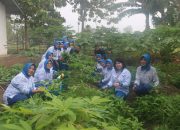 PANEN RAYA KANGKUNG DI LAHAN KETAHANAN PANGAN LANAL BENGKULU