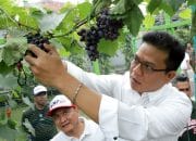 Momentum HUT RI Ke-79, Bupati Bandung Gelar Panen Perdana Buah Anggur Hasil Program Inovasi Bedas OK