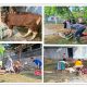 BRI BO Rangkasbitung Salurkan Hewan Qurban sebagai Wujud Kepedulian Sosial kepada Masyarakat