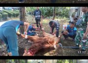 Pangkalan TNI AL Bandung Laksanakan Penyembelihan dan Penyaluran Daging Hewan Kurban Kepada Personel Lanal Bandung