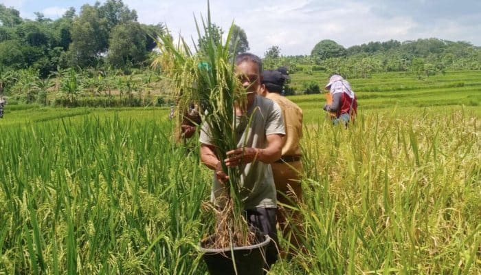 Kado Istimewa Hari Tani Nasional 2025, Bupati Ade Kunang Persembahkan Perda LP2B untuk Sejahterakan Petani